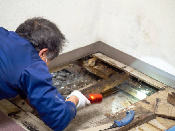 Best Commercial Mold Removal  in Window Rock, AZ
