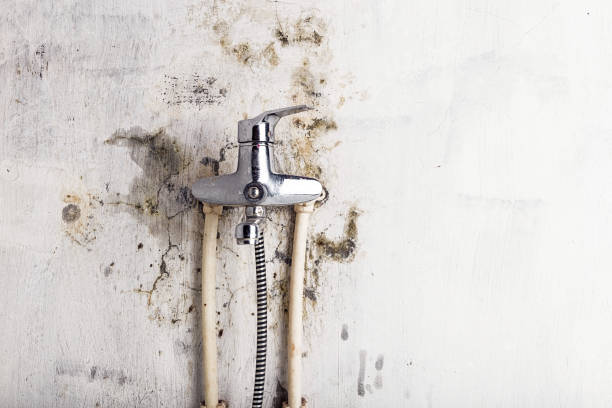  Window Rock, AZ Mold Removal Pros