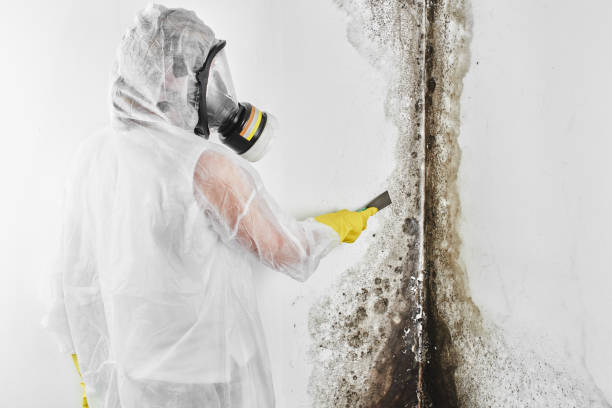 Mold Testing and Removal in Window Rock, AZ