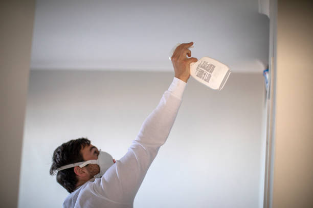 Best Fast Mold Removal  in Window Rock, AZ