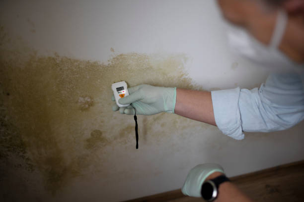 Best Mold Removal Process  in Window Rock, AZ