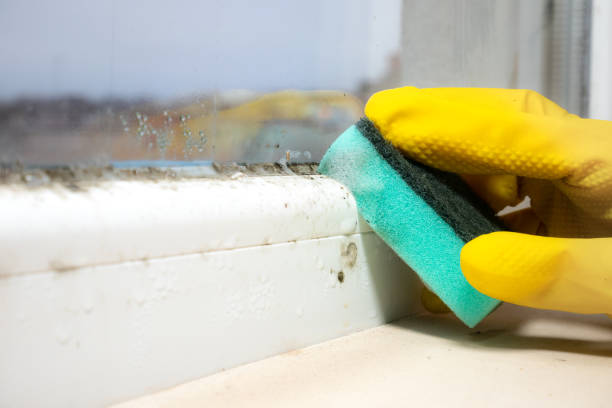Best Best Mold Removal Companies  in Window Rock, AZ