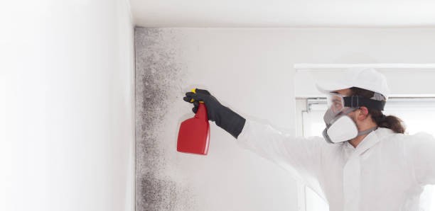 Best Office Mold Removal Services  in Window Rock, AZ