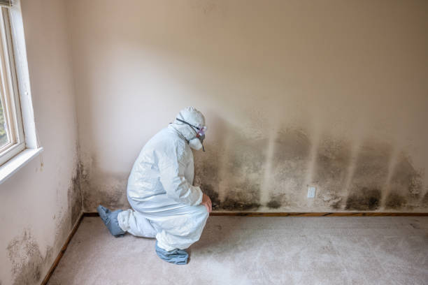 Best Residential Mold Removal  in Window Rock, AZ