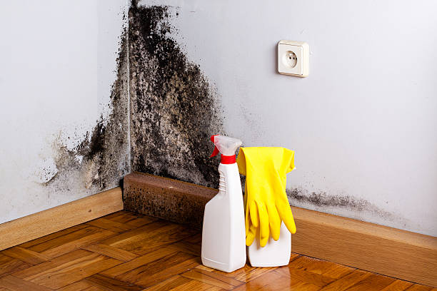 Best Fast Mold Removal  in Window Rock, AZ