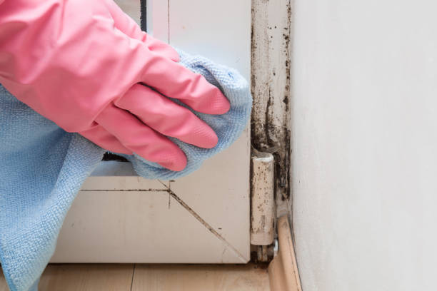 Best Crawl Space Mold Removal  in Window Rock, AZ