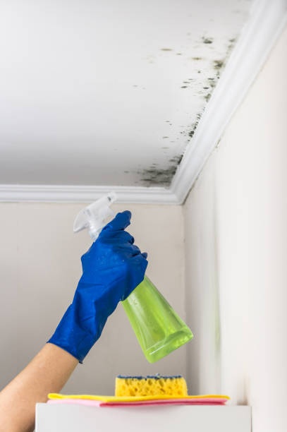 Mold Removal and Inspection in Window Rock, AZ