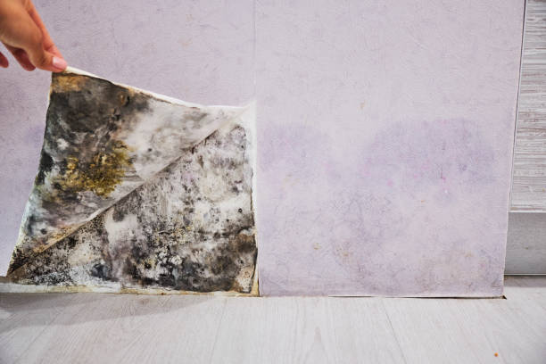 Best Black Mold Removal  in Window Rock, AZ